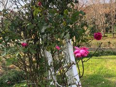 -昆山城市生态森林公园