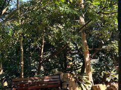 -深圳仙湖植物园