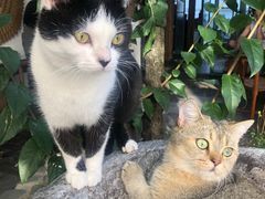 -喵屿·大理花园猫咖