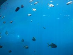 -瑞德姆美人鱼海底演艺主题餐厅(亚龙湾店)