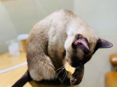 -藏猫猫咖啡主题馆(中央大道店)