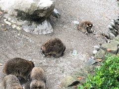 -上海野生动物园