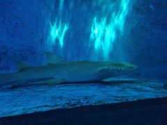 -北戴河圣蓝海洋公园