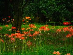 -杭州植物园