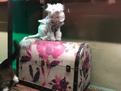 -猫咪博物馆(顶澳仔猫街店)