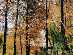 -西溪国家湿地公园