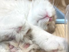 -屋虎猫馆(宝安大仟里店)