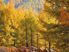 -苏木山森林公园