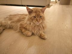 -猫腻·猫咖·撸猫馆(星光大道店)