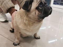 -艾贝尔宠物医院 ·中兽医·宠保定点(北门桥店)