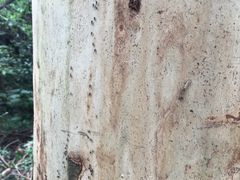 -南国桃园旅游度假区