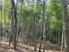 -上海佘山国家森林公园天马山园