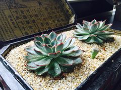 iphone_upload_pic-漫渡庄绿岛花园•隐世庭园菜(滨湖店)