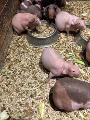 -酷嗒动物文化乐园(cutezoo西溪乐天城店)