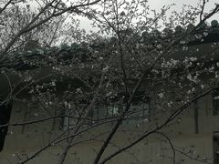 -武汉大学-樱园
