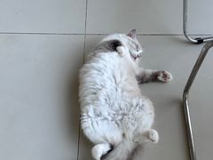-怪兽屋·羊驼·猫咖·狗咖(俊华广场店)