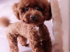 -瑞派旺宝宠物医院·犬猫全科综合·尿道专科(莲兴院)