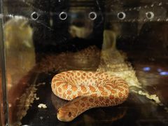 -酷以爬仙阁实体爬宠店·守宫·蜥蜴·专业繁育