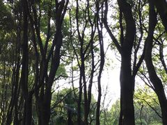 -昆山城市生态森林公园