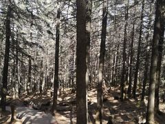 -芦芽山旅游度假区