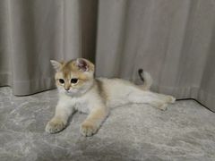 -lincat·猫舍(广州店)