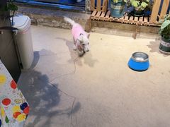 -百好乐宠物友好餐厅(朝外大街店)