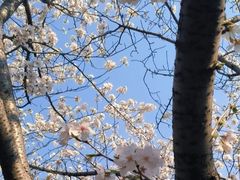 -高东镇樱花园