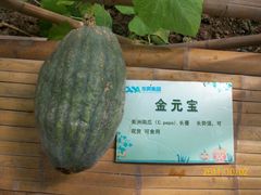 北京观光南瓜园&nbsp;(28)-观光南瓜园