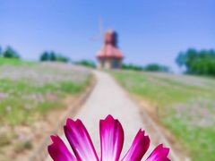 -杭州湾海上花田景区