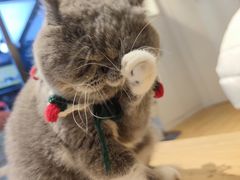 -啵啵喵·猫咖(攀华国际店)