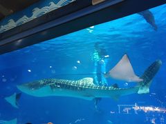 -烟台海昌鲸鲨海洋公园