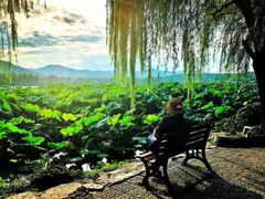 -西湖外事游船(花港观鱼码头)