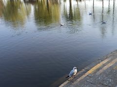 -庾园