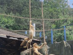 -大连森林动物园