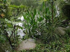 -桂湖森林公园