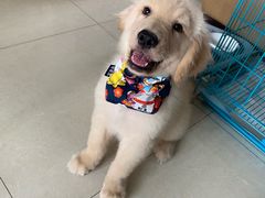 -翊宠yipet猫狗购宠庄园犬舍•猫舍