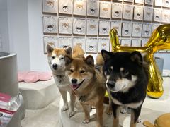 -柴务处·柴犬主题狗咖