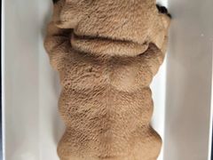 -咖咖熊蛋糕定制·蓝风车动物奶油