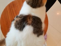 -平行世界·猫咖(首经贸店)