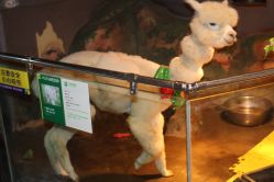 -未来动物城主题公园(正弘城店)