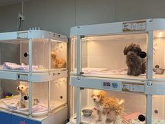 -翊宠yipet猫狗购宠庄园犬舍•猫舍