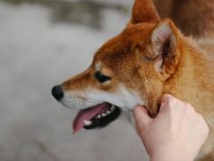 -柴犬高等学院·狗咖·柴犬售卖·宠物训练