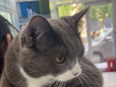 -纳吉亚猫专科动物诊疗中心(蒋宅口分院)