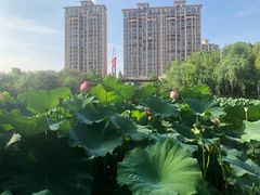 -陈家山荷花公园