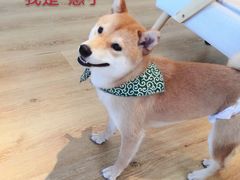 -柴犬小屋·柴餐厅·狗咖食堂(金鼎广场店)