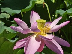 -莲花池公园