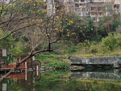 -重庆彩云湖湿地公园
