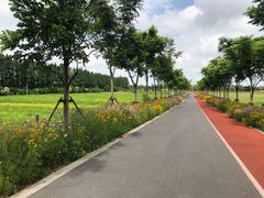 -上海长兴岛郊野公园