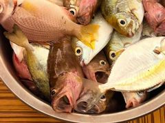 -小猫钓鱼海钓俱乐部(椰梦长廊店)