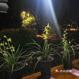 那天有个特色就是兰花展 兰花品种很多 拍拍照挺好的！